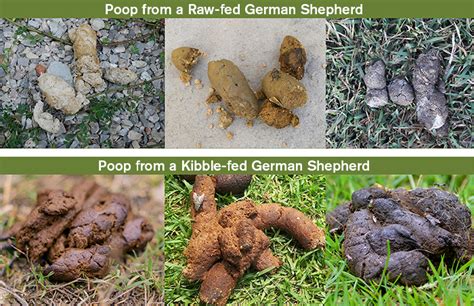 german poop porn|German scat New Videos